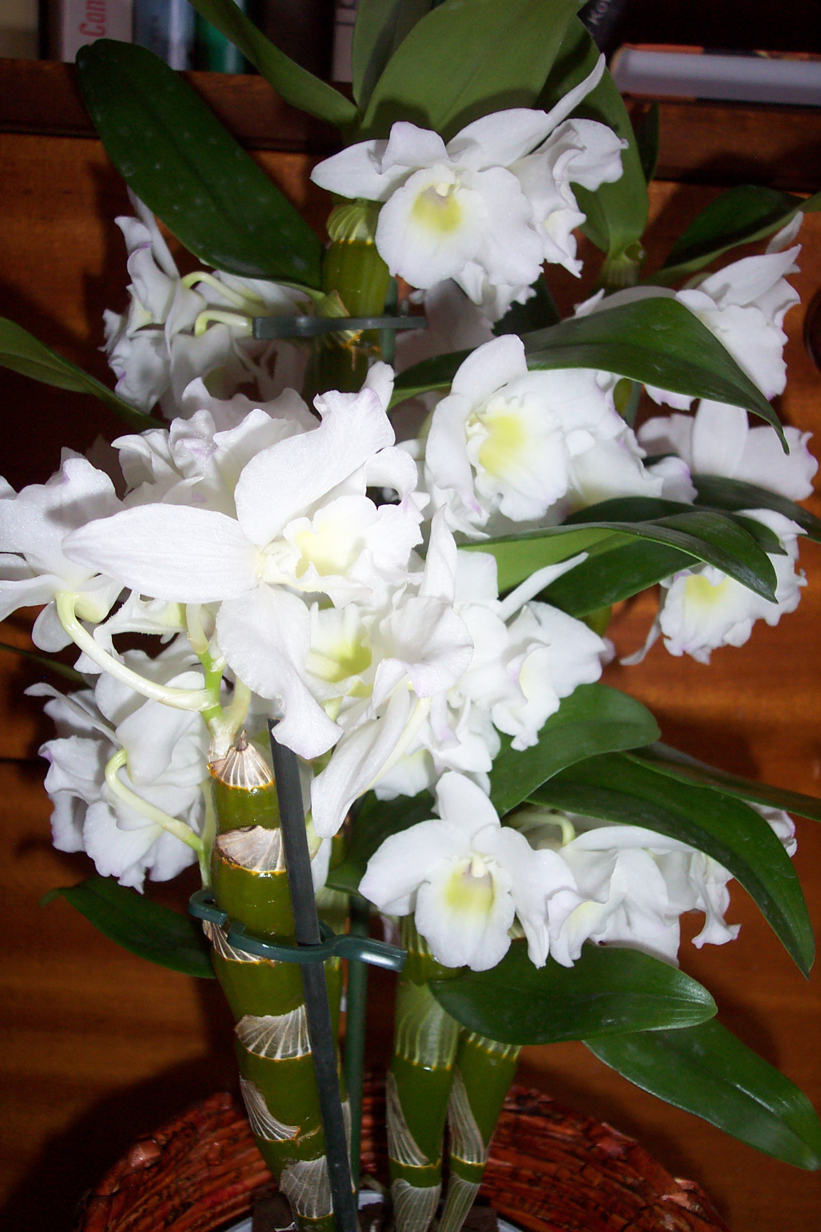 dendrobium nobile II.