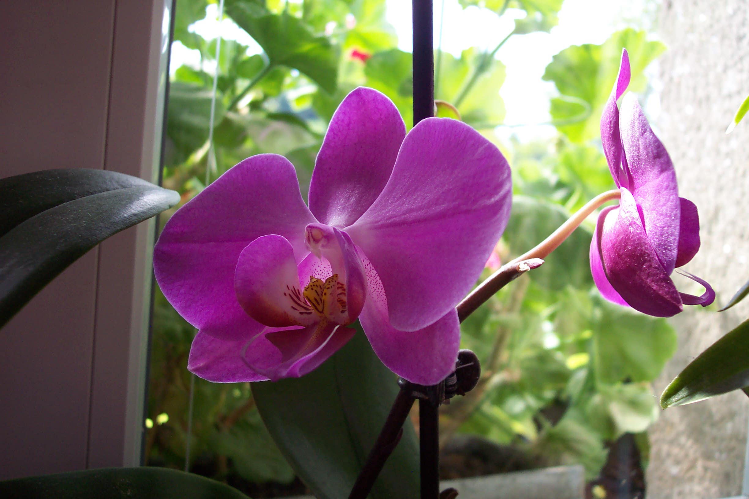 phalaenopsis